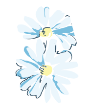 White daisies with pale blue petals overlapping